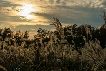 夕日に照らされるススキ