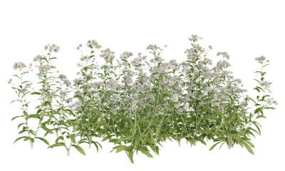 Bunch of tiny white flowers in clusters