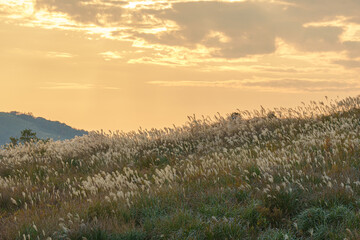 夕日に照らされるススキ
