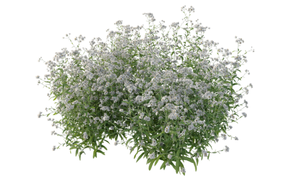 Bunch of tiny white flowers in clusters