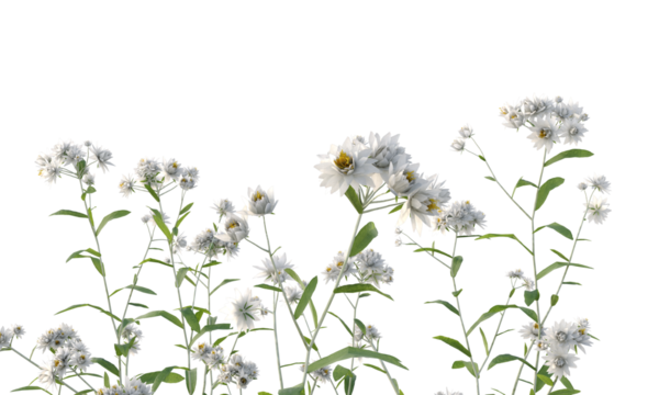Bunch of tiny white flowers in clusters