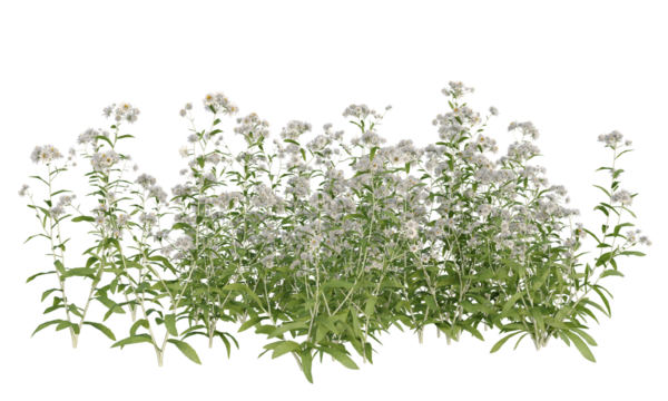 Bunch of tiny white flowers in clusters