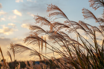 夕日に照らされるススキ