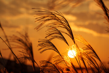夕日に照らされるススキ