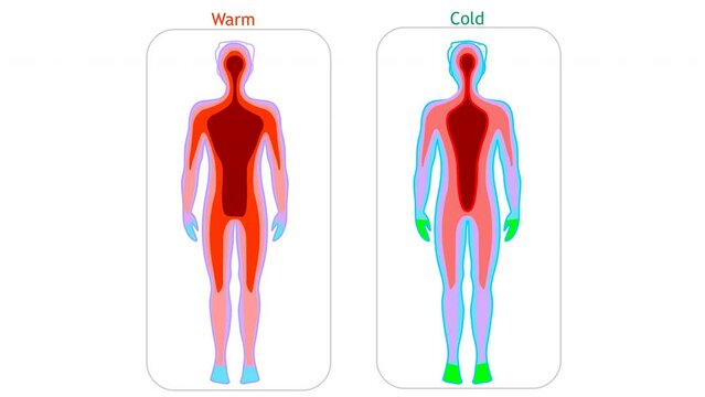 Human body temperature animation. Core falling from high temperature towards  limbs. Degrees celsius degrade. Thermal spectrum camera scan. Red to green. Man thermographic illustration footage video
