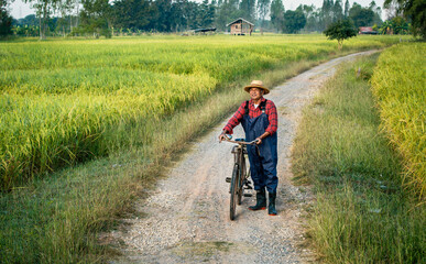 Obraz premium Elderly Asian farmer wearing wicker hat with old bike walking on small gravel footpath between green rice field. Senior man farmer in countryside Thailand.