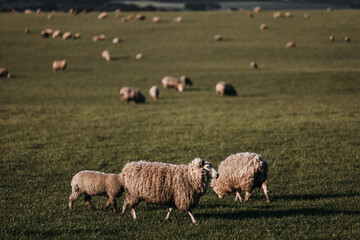 Fototapeta premium Sheep grazing on a grassy field in Victoria