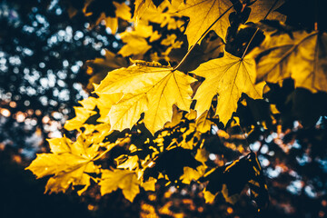 Feuillage d'automne dans la foret