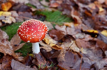 Fly amanita, Amanita muscaria mushroom in the forest