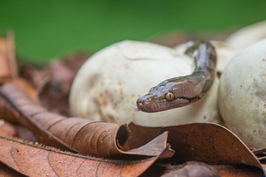 Reticulated Python Hatchling