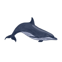 Dolphin. Vector illustrations isolated on white. Hand-drawn style.