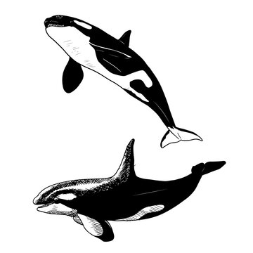 Killer whales. Vector illustrations isolated on white. Hand-drawn style.