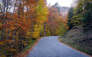 Naklejka premium A cobblestone path with colorful autumn leafy trees. Yedigoller, Bolu, Turkey.
