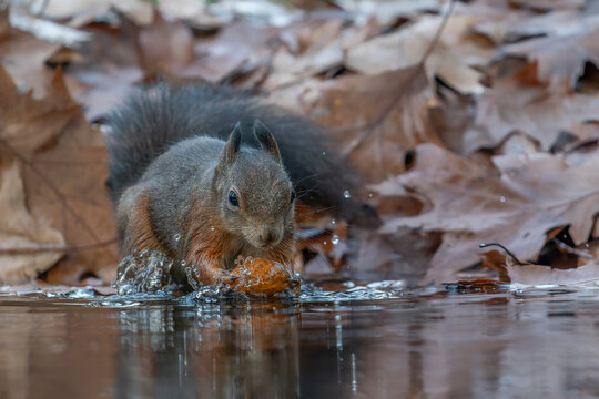 Cute hungry Red Squirrel (Sciurus vulgaris) eating a walnut in a pool of water in an forest covered with colorful leaves. Autumn day in a deep forest in the Netherlands.                               