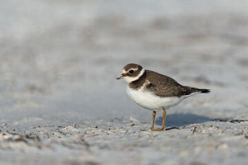 Common ringed plover looking for food at the Baltic Sea shoreline