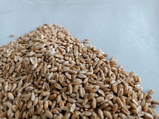 wheat germinate seed testing on wet paper