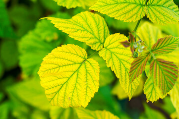 Naklejka na ściany i meble yellowed raspberry leaves close-up. the concept of plant diseases and their care.