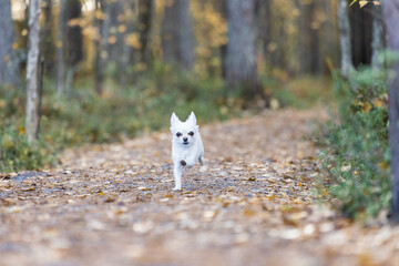 Chihuahua running on path in autumn forest. 
