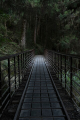 Fototapeta premium Suspension bridge in the forest with rays of light
