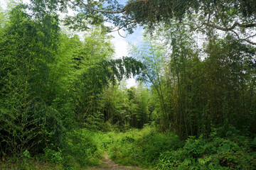 Path in the bamboo forest
