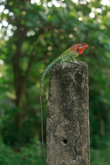 green lizard with red head