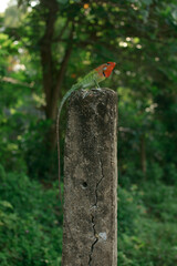 green lizard with red head