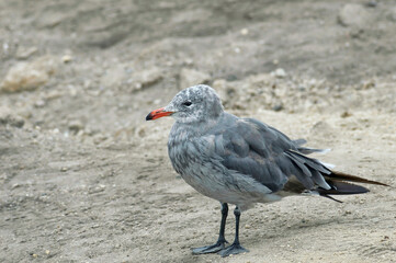 Nice encounters on the seventeen miles drive
