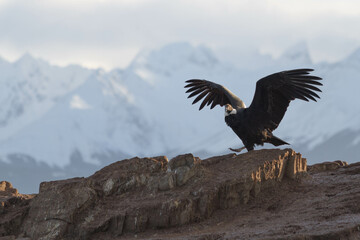 Andean Andean Condor in a island of Beagle Channel, Ushuaia, Tierra del Fuego