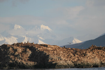 Andean Condor is going to the Andes Mountains