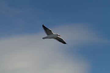 Fototapeta na wymiar Migratory Bird flies over The Beagle Channel