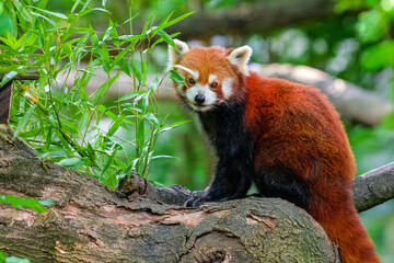 Red panda in forest, Red panda lying on the tree with green leaves in the nature looking habitat,