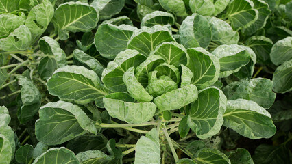 Brussels sprout whitefly Aleyrodes proletella pest Brassica oleracea cabbage harmful adults larvae underside leaf plant. Problem farm agricultural cultivation planting crops Europe farming agriculture