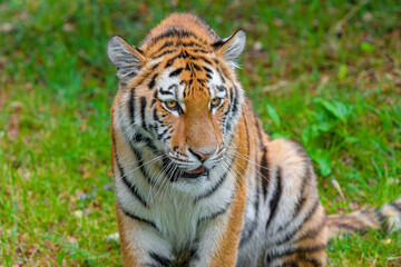 Fototapeta na wymiar Bengal Tiger head looking direct to camera,Panthera tigris commonly know as bengal tiger looking straight into camera,Portrait of a tiger alert and staring at the camera,Eye contact with tiger,