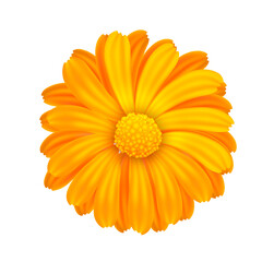 Calendula png illustration isolated. Four of the marigold flower