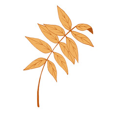 A leaf of a wild tree .PAutumn leaf of withered grass.. Abstract Plant Art design for print, cover, wallpaper. PNG illustration