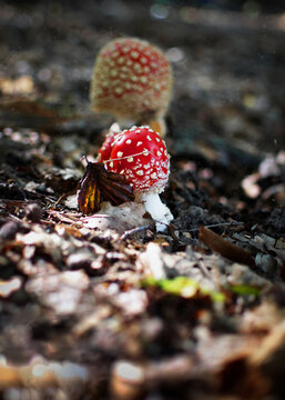 Toadstool in autumn forest fallen leaves and depth of field with spores falling down
