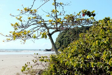 Tall tree on the shore and beyond a beach and the sea. Clear blue sky and rocks.