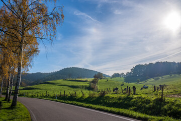 weidelandschaft im herbst mit kühen