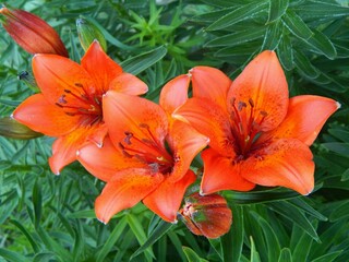  Tiger lilies. Beautiful flowers in the garden. Orange lilies. - 545684554