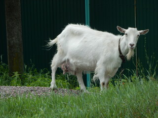 The goat eats grass. Meadow grazing of the Saanen goat. White goat grazes in the meadow in the village.  - 545684559