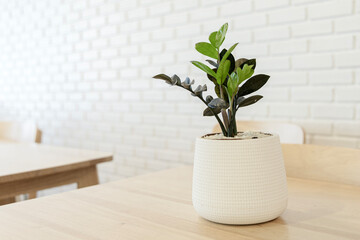 Interior decoration. Retro modern vintage table with potted plants, empty white wall in background, copy space for text.