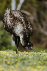 Australian emu at Tower Hill wildlife reserve , Victoria (Australia)