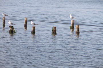 seagull on the water