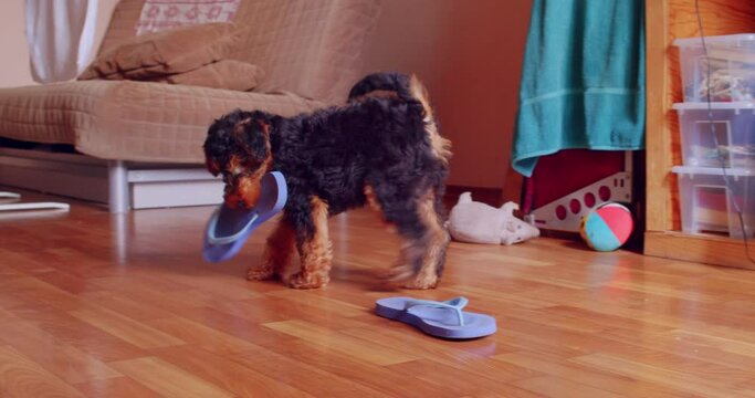 Little naughty welsh terrier puppy playing with flip flops at home 