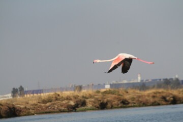 Pink Flamingos