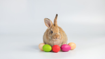 Adorable and cute new born rabbit. baby cute rabbit or new born adorable bunny.	 Easter Bunny.