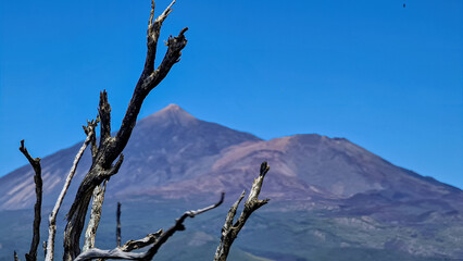 Selective focus on burned tree branch with scenic view on volcano Pico del Teide surrounded by pine tree forest, Teno mountain, Tenerife, Canary Islands, Spain, Europe. Hiking trail Pico Verde, Masca