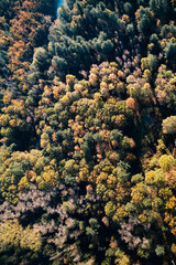 Naklejka na ściany i meble Forest trees showing autumn colors, photographed from the sky.