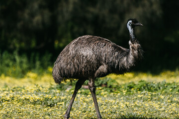 Australian emu at Tower Hill wildlife reserve , Victoria (Australia)