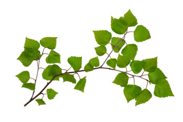 a tree branch with green leaves isolated on a transparent background